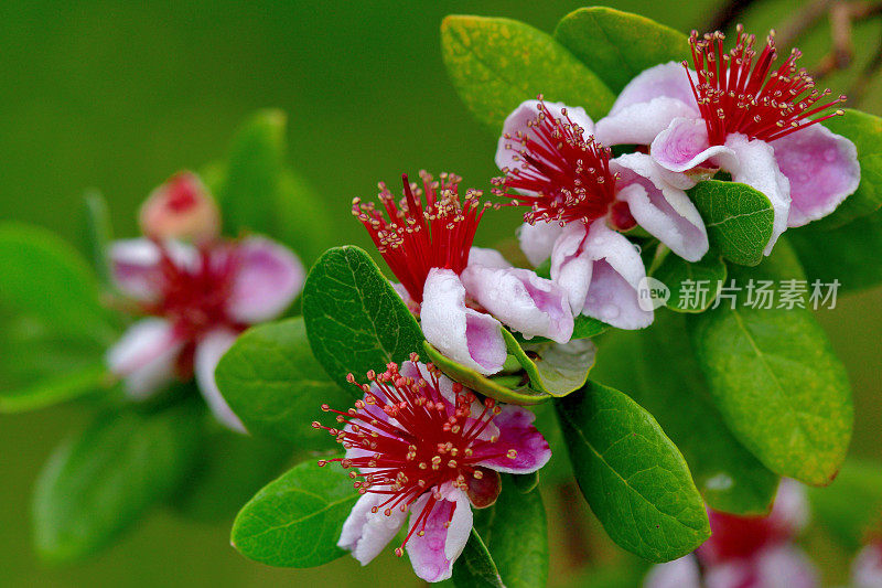 飞燕花/菠萝番石榴/六甲飞燕花